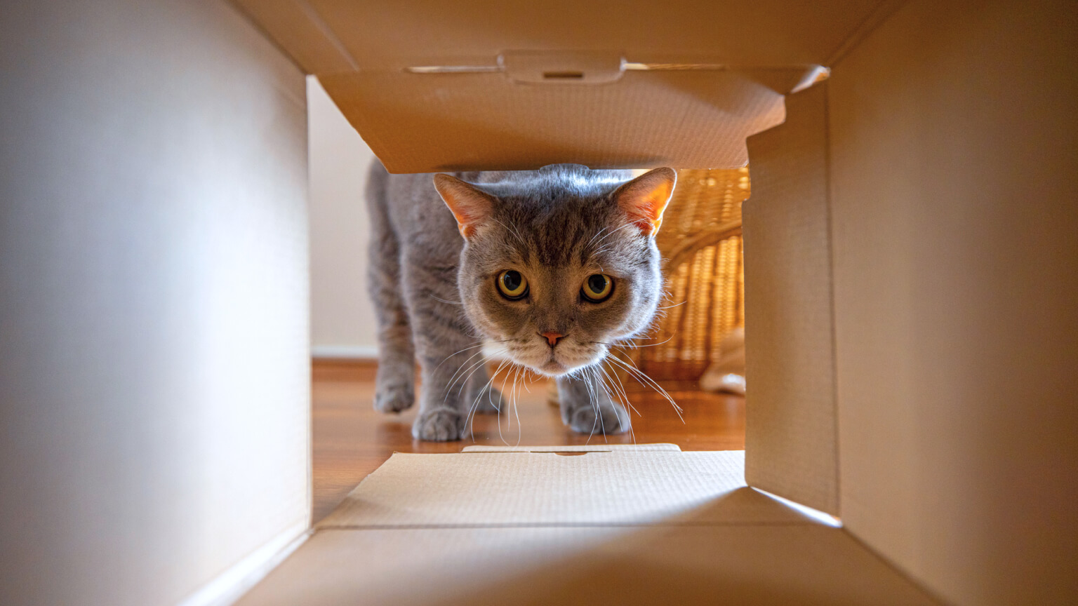 Nieuwsgierige kat kijkt naar wat er in de kartonnen doos zit