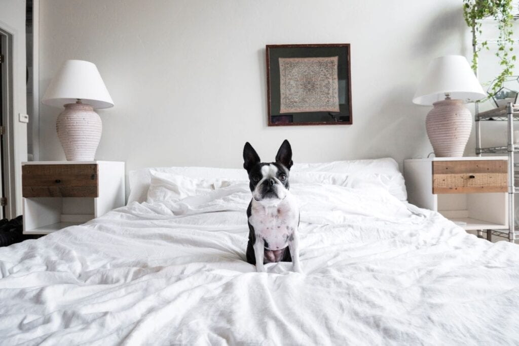 Kleine hond die op bed zit in een minimalistische kamer