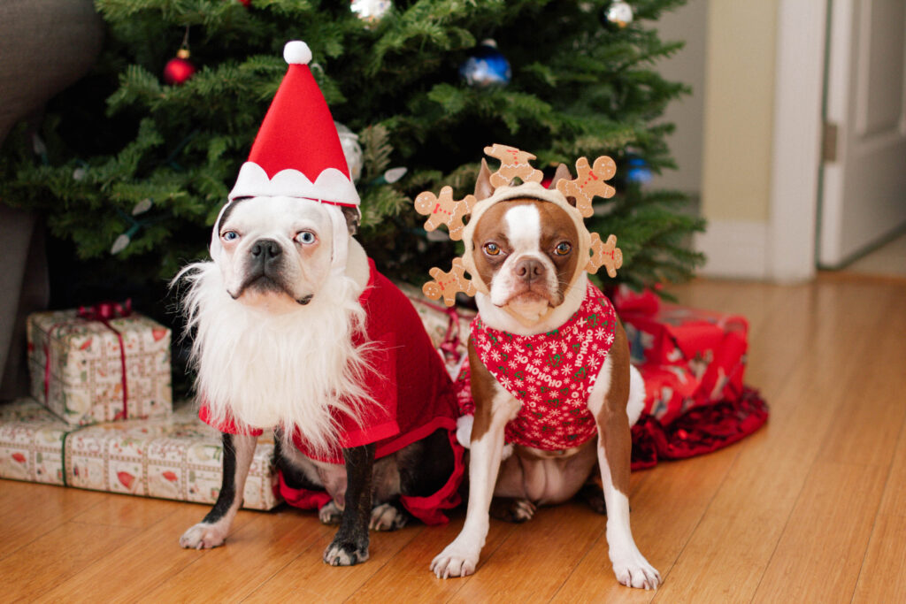 Twee boston terriers in kerstkostuums voor de kerstboom.