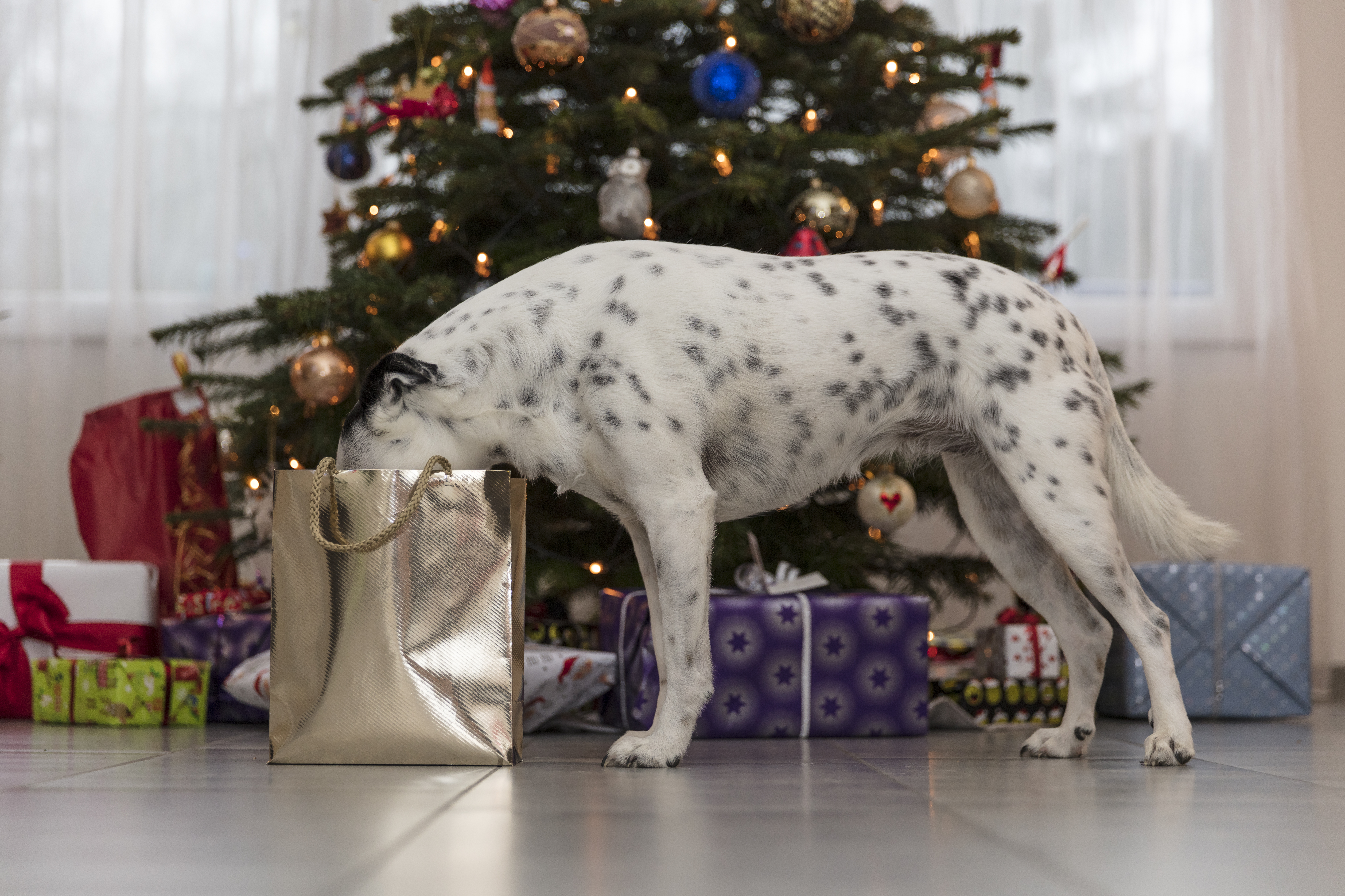 Een gekruiste hond kijkt in een tas met kerstcadeautjes